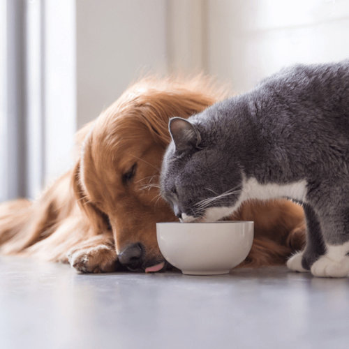 輪調飲食: 減少狗狗和貓咪挑食